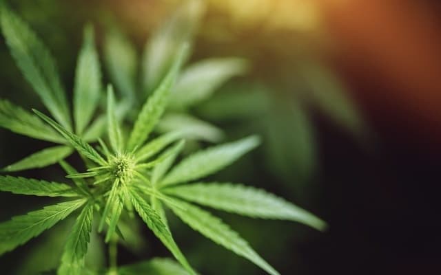 Cannabis stocks on the ASX: The Ultimate Guide